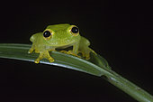 Fleischmann's Glass Frog portrait in Guatemala