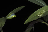 Fleischmann's Glass Frog male calling and guarding his eggs in Guatemala