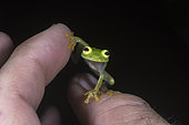 Fleischmann's Glass Frog on a man hand in Guatemala
