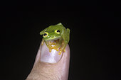 Fleischmann's Glass Frog on a man thumb in Guatemala