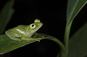 Fleischmann's Glass Frog on a leaf in Guatemala