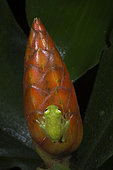Fleischmann's Glass Frog on a Costus inflorescence in Guatemala