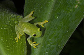 Fleischmann's Glass Frog on a Costus leaf in Guatemala