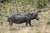 Kenya, Masai-Mara game reserve, Hippopotamus (Hippopotamus amphibius), dominant male