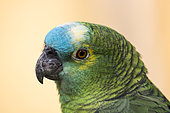 Portrait of Blue-fronted Parrot (Amazona aestiva), Doue La Fontaine zoo, France