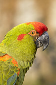 Portrait of Red-fronted Macaw (Ara rubrogenys),Doue La Fontaine zoo, France