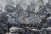 Grant's zebra (Equus burchelli granti), herd of migration with wildebest, Masai-Mara game reserve, Kenya
