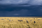 Grant's zebra (Equus burchelli granti), in the plains in dry season, Masai-Mara game reserve, Kenya