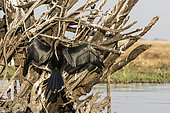 African Darter (Anhinga rufa) drying, Chobe national park, Botswana