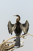 African Darter (Anhinga rufa) drying, Chobe national park, Botswana