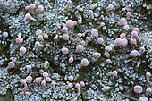 Pink earth lichen (Dibaeis baeomyces) or (Baeomyces roseus) or (Dibaeis rosea), terrestrial lichen, whitish grey thallus, pink apothecia, whitish foot, with a strong resemblance to a mushroom. Woodland edge on clay soil, L'Entre-deux-Mers region, Gironde, Aquitaine, France.