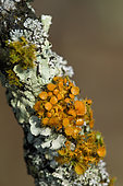Lichen (Teloschistes chrysophthalmus), very decorative lichen with orange apothecia in winter, this species of lichen only grows on trees, edge of wood on an oak branch, L'Entre-deux-Mers region, Gironde, Aquitaine, France