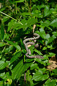 Brown whip snake (Dryophiops rubescens), Gunung Leuser, N. Sumatra.