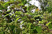 Brown whip snake (Dryophiops rubescens), Gunung Leuser, N. Sumatra.