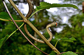 Brown whip snake (Dryophiops rubescens), Gunung Leuser, N. Sumatra.