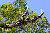 Reticulated python (Malayopython reticulatus) on a trunk, Sumatra, S.E. Asia