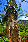 Reticulated python (Malayopython reticulatus) on a trunk, Sumatra, S.E. Asia