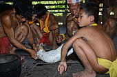 Preparation of a pangolin for cook her, Siberut, Indonesia