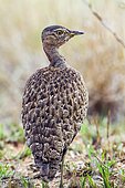 Red-crested Bustard (Lophotis ruficrista) in Kruger National park, South Africa, Kruger national park, South Africa