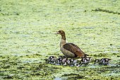 Egyptian Goose (Alopochen aegyptiaca) and young, Kruger National park, South Africa