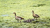 Egyptian Goose (Alopochen aegyptiaca) and young, Kruger National park, South Africa