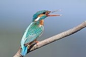 Female common Kingfisher (Alcedo atthis) calling after male, Danube Delta, Romania