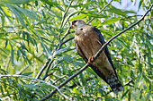 Red-footed Falcon (Falco vespertinus) in a tree, Danube Delta, Romania