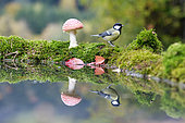 Great Tit (Parus major) and Fly agarics (Amanita muscaria) on the water edge Alsace, France
