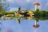 Great Tit (Parus major) and Fly agarics (Amanita muscaria) on the water edge Alsace, France