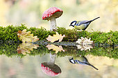 Great Tit (Parus major) and Fly agarics (Amanita muscaria) on the water edge Alsace, France