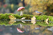 Wood Nuthatch (Sitta europaea) and Fly agarics (Amanita muscaria) on the water edge, Alsace, France