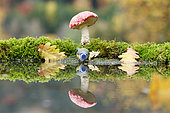 Blue Tit (Parus caeruleus) and Fly agarics (Amanita muscaria) on the water edge, Alsace, France