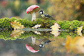 Great Tit (Parus major) and Fly agarics (Amanita muscaria) on the water edge Alsace, France