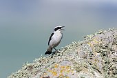 Northern Wheatear (Oenanthe oenanthe) whistling on a rock, in the Macin Mountains National Park, Romania