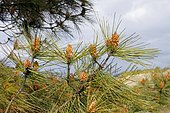 Male cones and pine needles (Pinus pinaster) on the Dune du Vieux Bourg, Fréhel municipality, Brittany, France