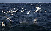 Gannet (Morus bassanus) Gannets fishing fishes, Shetland, Spring