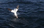 Gannet (Morus bassanus) Gannet diving for food, Shetland, Spring