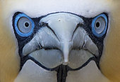Gannet (Morus bassanus) Head details, Shetland