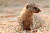 Banded mongoose (Mungos mungos), Southern Africa