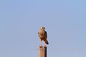 Pale Chanting Goshawk (Melierax canorus) on a fence post, Southern Africa