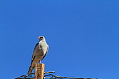 Pale Chanting Goshawk (Melierax canorus) on a fence post, Southern Africa