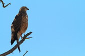 Pale Chanting Goshawk (Melierax canorus) on a branch, Southern Africa