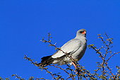 Pale Chanting Goshawk (Melierax canorus) on a branch, Southern Africa