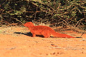 Slender Mongoose (Galerella sanguinea), Southern Africa