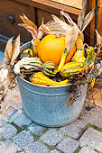 Halloween decorations, colocynth, squashes and a pumpkin, autumn, Alsace, France
