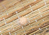 Spider eggs in a silk cocoon, spring, Pas de Calais France