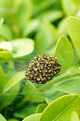 Young Cross Orbweaver in their web, spring, Pas de Calais France