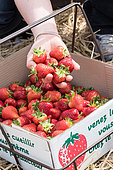 Strawberries 'Darselect' at the productor