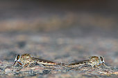 The highwayman (Apoclea femoralis), couple mating, Saudi Arabia