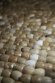 Macqueen’s bustard (Chlamydotis macqueenii), eggs’ alignments, Saudi Arabia